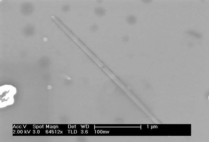 Chemically electrodeposited silver nanowire. Nanowires were grown in Polycarbonate templates